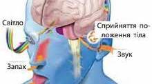 Контрольна робота. Опора і рух. Сенсорні системи