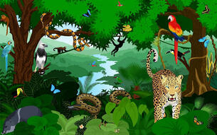 What is a Tropical Rainforest? - Amazon Aid Foundation