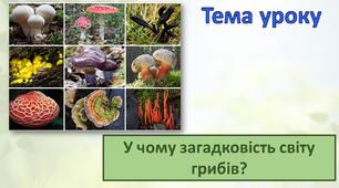 У чому загадковість світу грибів?