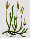 0402li9o-2674-98x122.png