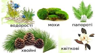 Узагальнення знань з теми "Різноманітність рослин"