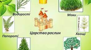 Контрольна робота. Різноманітність рослин. 6 клас