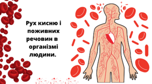 Презентація до теми "Рух кисню і поживних речовин в  організмі людини" у 5 класі НУШ