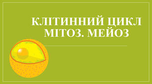 Способи розмноження клітин еукаріотів. 