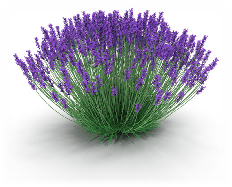 0402luyl-2330-800x645.png