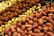 В Україні суттєво подешевшала картопля – AgroNews