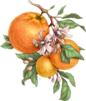 0402m152-3302-86x101.png