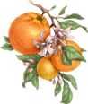 0402m18u-5c27-98x116.png