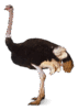 0402m213-c0b0-567x800.png