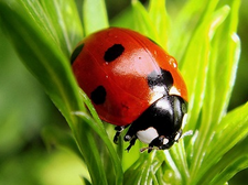 0402m6hm-c585-225x168.png