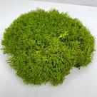 ᐉ Стабилизированный мох Ягель №004 в упаковке 0,5 кг Lime green (QM004/2)