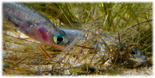 0402mhkt-67f6-310x156.png