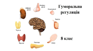 Гуморальна регуляція - 8 клас