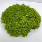 ᐉ Стабилизированный мох Ягель №004 в упаковке 0,5 кг Lime green (QM004/2)