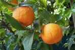 Помаранча (Citrus aurantium)