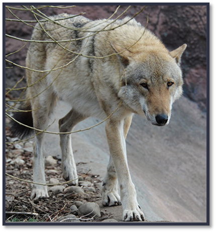 0402ml7c-76c5-430x462.png