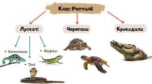 Схема на тему "Різноманітність класу Рептилії"