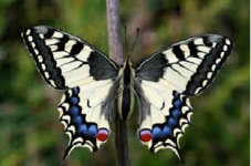 0402mqqb-0aad-227x150.png