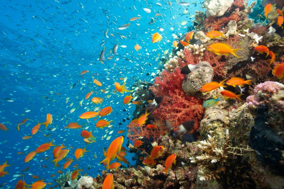 Sunday Reading: Under the Sea | The New Yorker