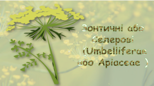 Презентація «Зонтичні або Селерові  (Umbelliferae  або Apiaceae )  »
