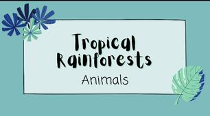 Відеопрезентація "Tropical Rainforests.  Animals"
