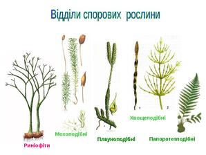 0402n2w3-6a3d-298x224.jpg