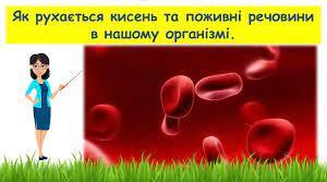 Як рухається кисень та поживні речовини в нашому організмі