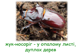 0402n7p7-1737-273x181.png