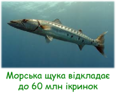 0402n7q4-c56f-228x182.png
