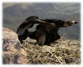 0402n7qt-9961-266x215.png