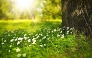 8 цікавих фактів про весну. Які зміни відбуваються у природі весною