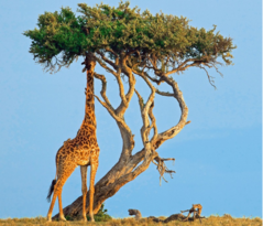 0402n8at-c3d8-239x205.png