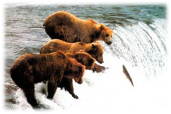 0402n8rm-13dc-247x166.png