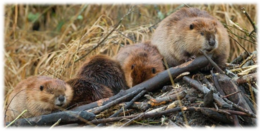 0402n8tu-a15a-260x131.png