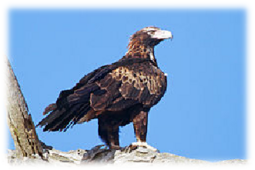 0402n8ya-37bf-255x170.png