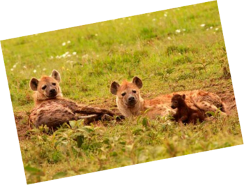 0402n90l-d542-350x265.png