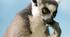 Unsere Tiere
