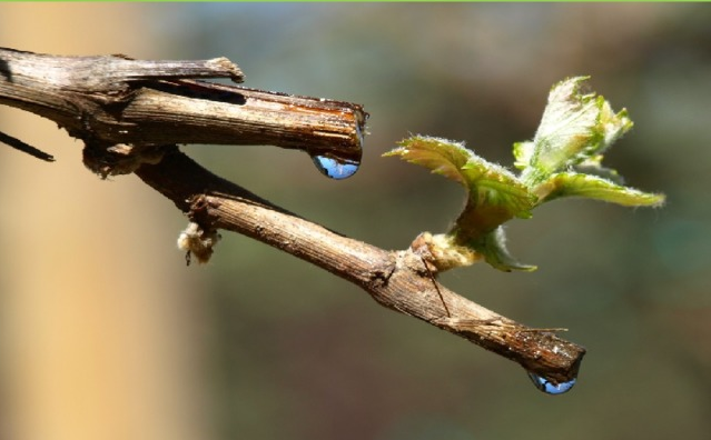 0402nivs-9054-639x396.png
