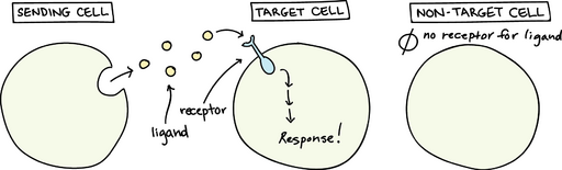 Introduction to cell signaling (article) | Khan Academy