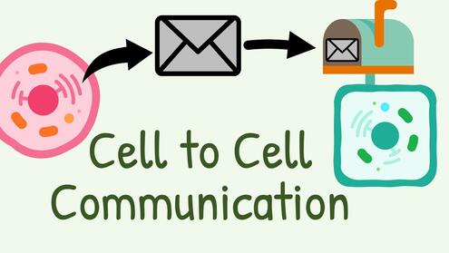 Cell to Cell Communication || Types of signaling - YouTube