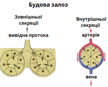 Гуморальна регуляція організму. Гормони — урок. Біологія, 8 клас.