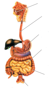 0402nlno-2122-190x338.png