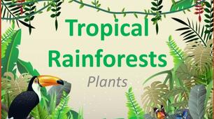 презентація "Tropical Rainforests. PLANTS"