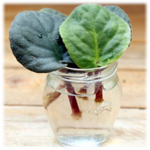 0402npks-93d0-299x299.png