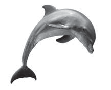 0402nu24-7c49-217x176.png