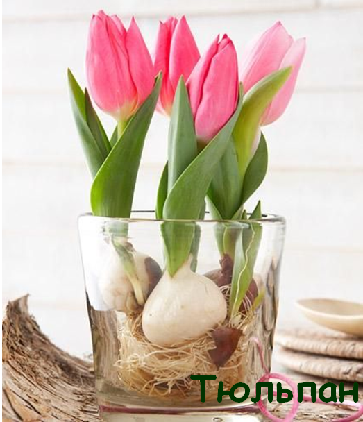 0402nzah-9c65-523x608.png