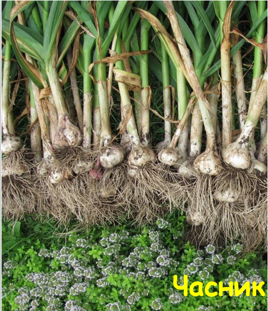 0402nzd9-bfa7-526x610.png