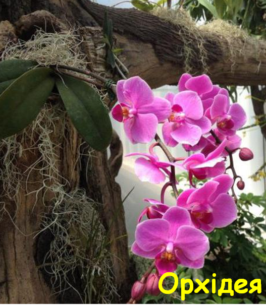 0402nzem-092c-527x605.png
