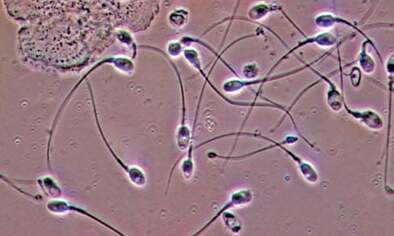 Studies show alarming sperm count falls, but some distrust the figures | Reproduction | The Guardian