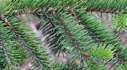 Я досліджую світ. "Чому ялинка зелена?"